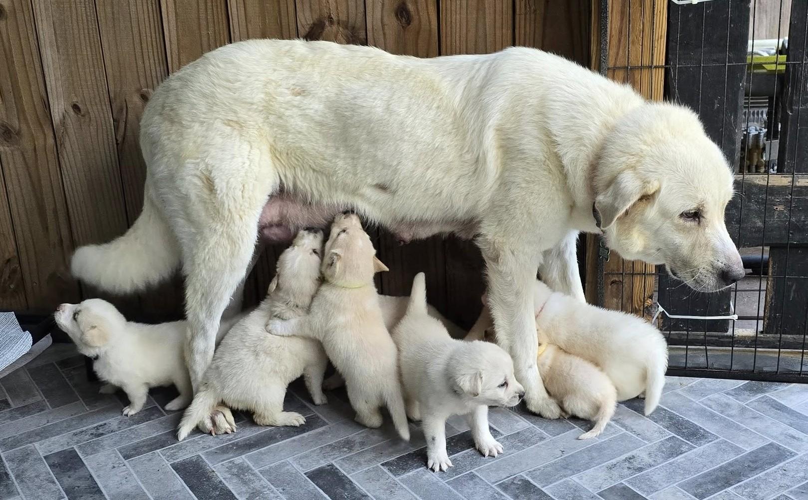 The Bear Litter