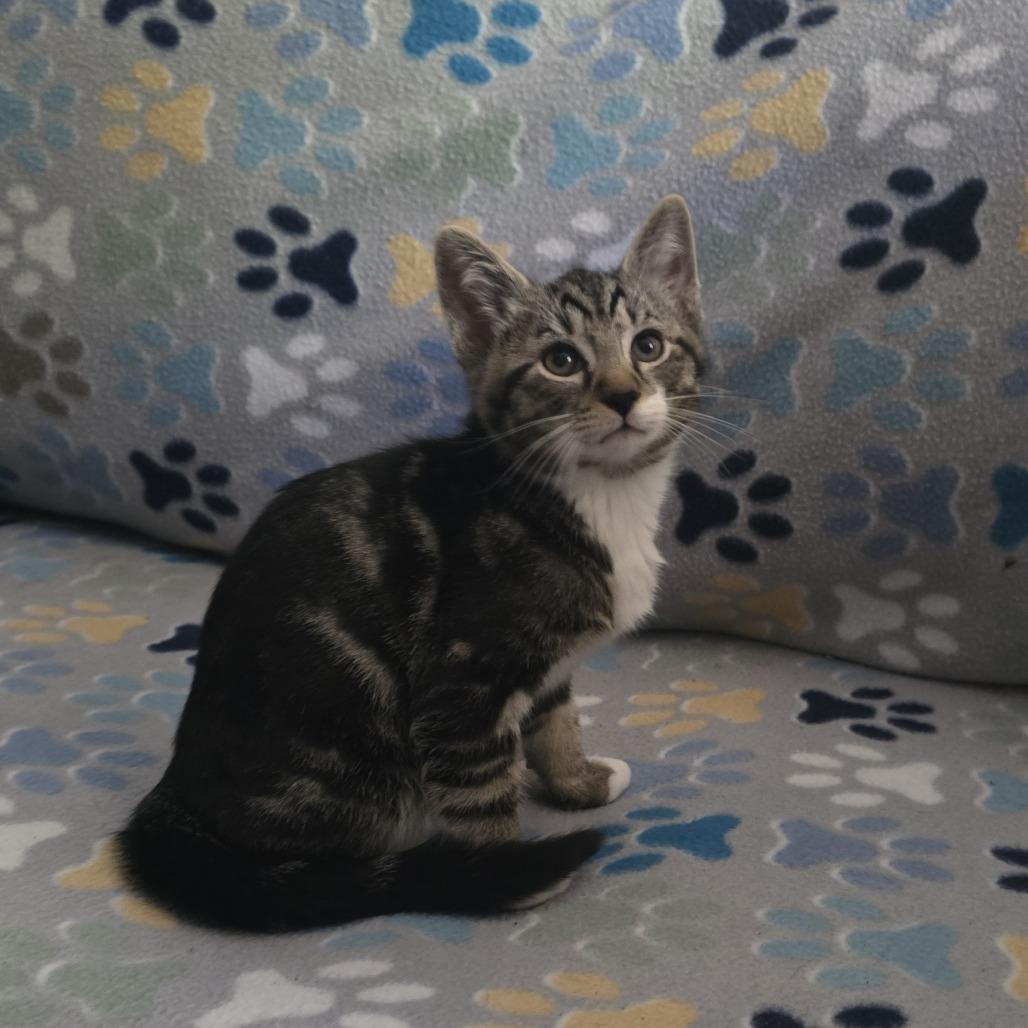 Gizmo, Adoptable, Young Male American Shorthair.