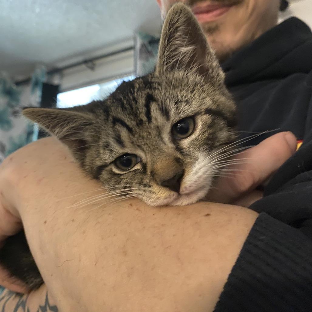Enlarge Gizmo, a Adoptable American Shorthair in Reisterstown, MD image 2/5
