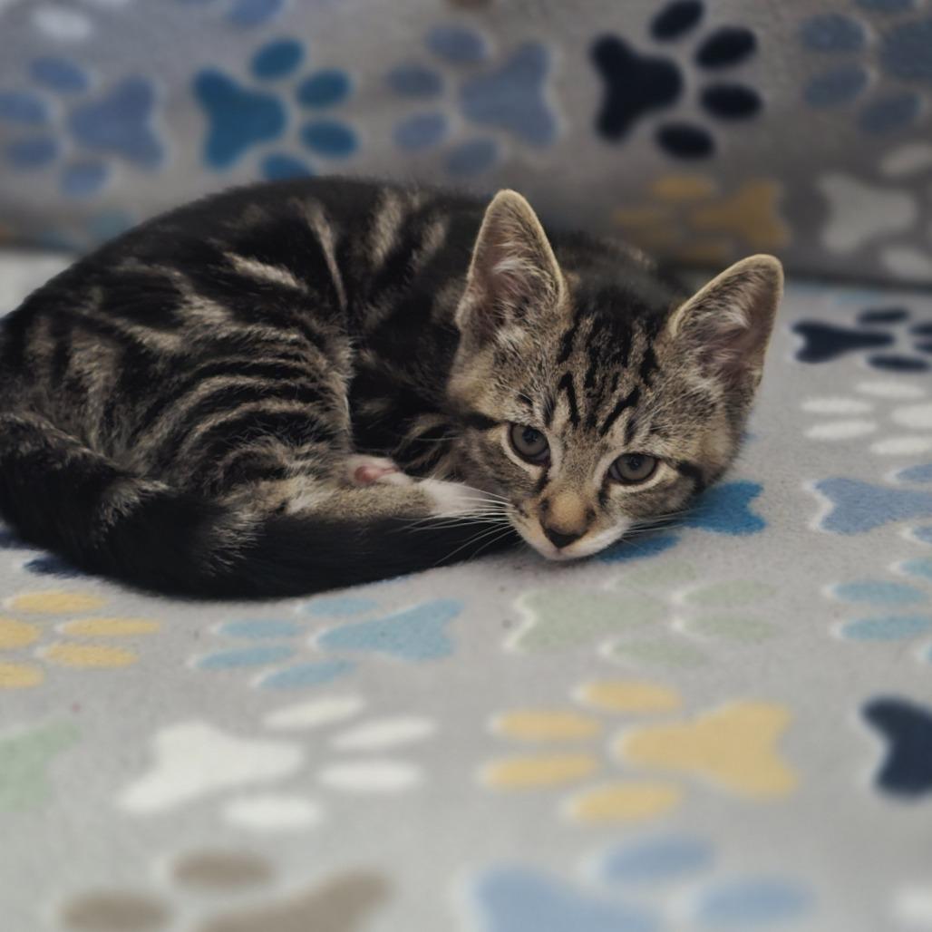 Enlarge Gizmo, a Adoptable American Shorthair in Reisterstown, MD image 3/5