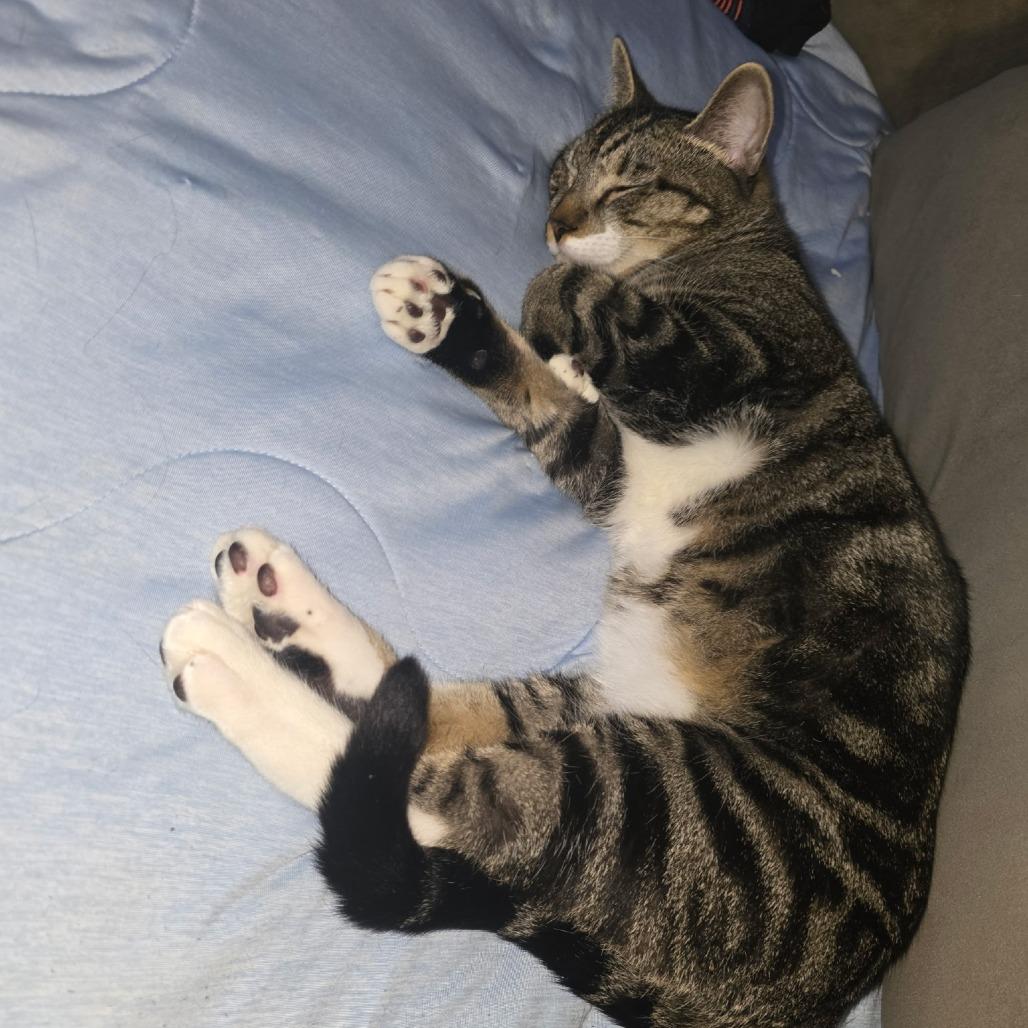 Enlarge Gizmo, a Adoptable American Shorthair in Reisterstown, MD image 5/5