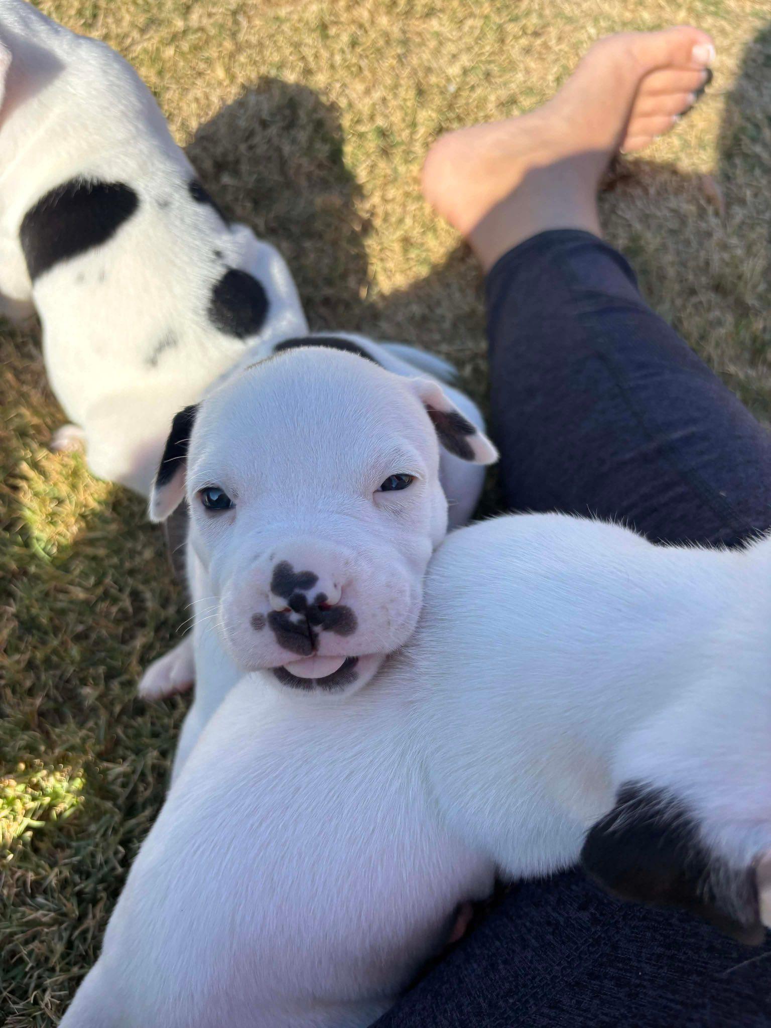 Betsy, Adoptable, Puppy Female Collie & American Staffordshire Terrier.