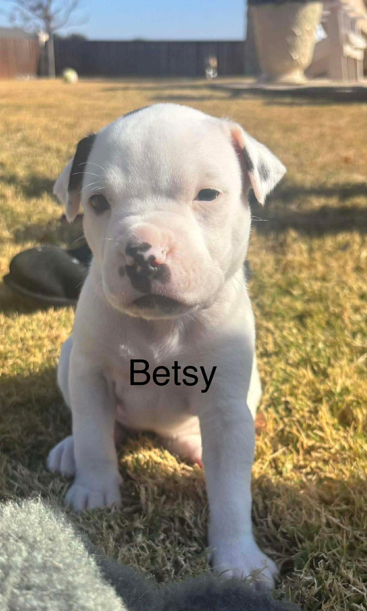 Enlarge Betsy, a Adoptable mixed breed in Dallas, TX image 2/3
