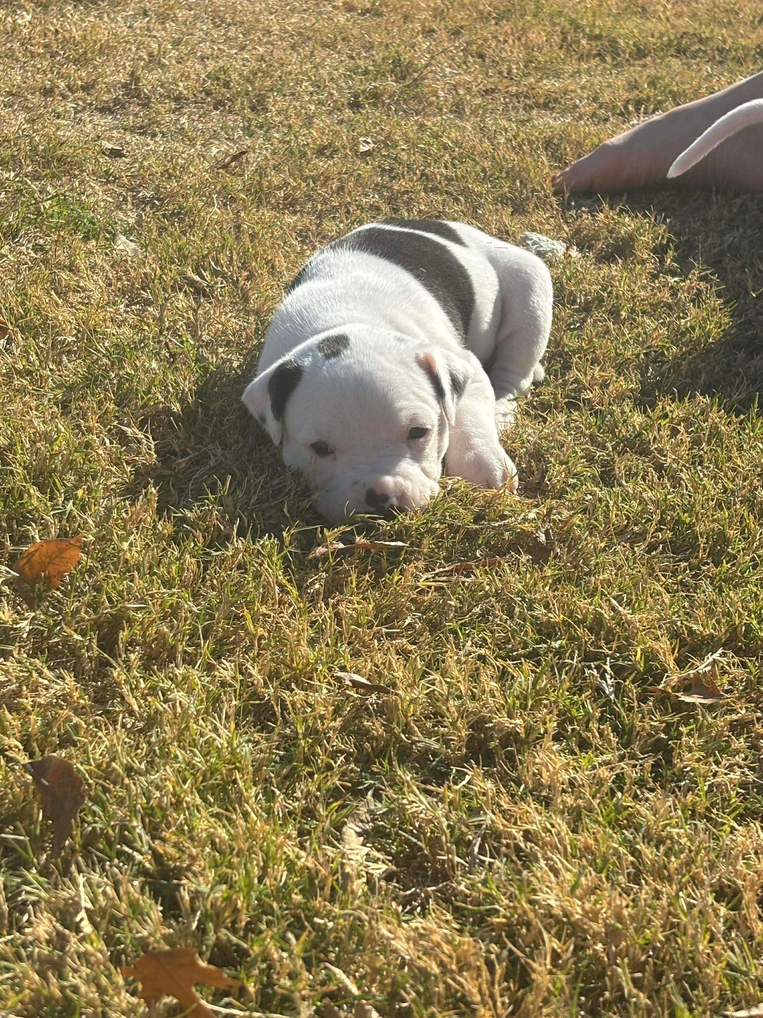 Enlarge Betsy, a Adoptable mixed breed in Dallas, TX image 3/3