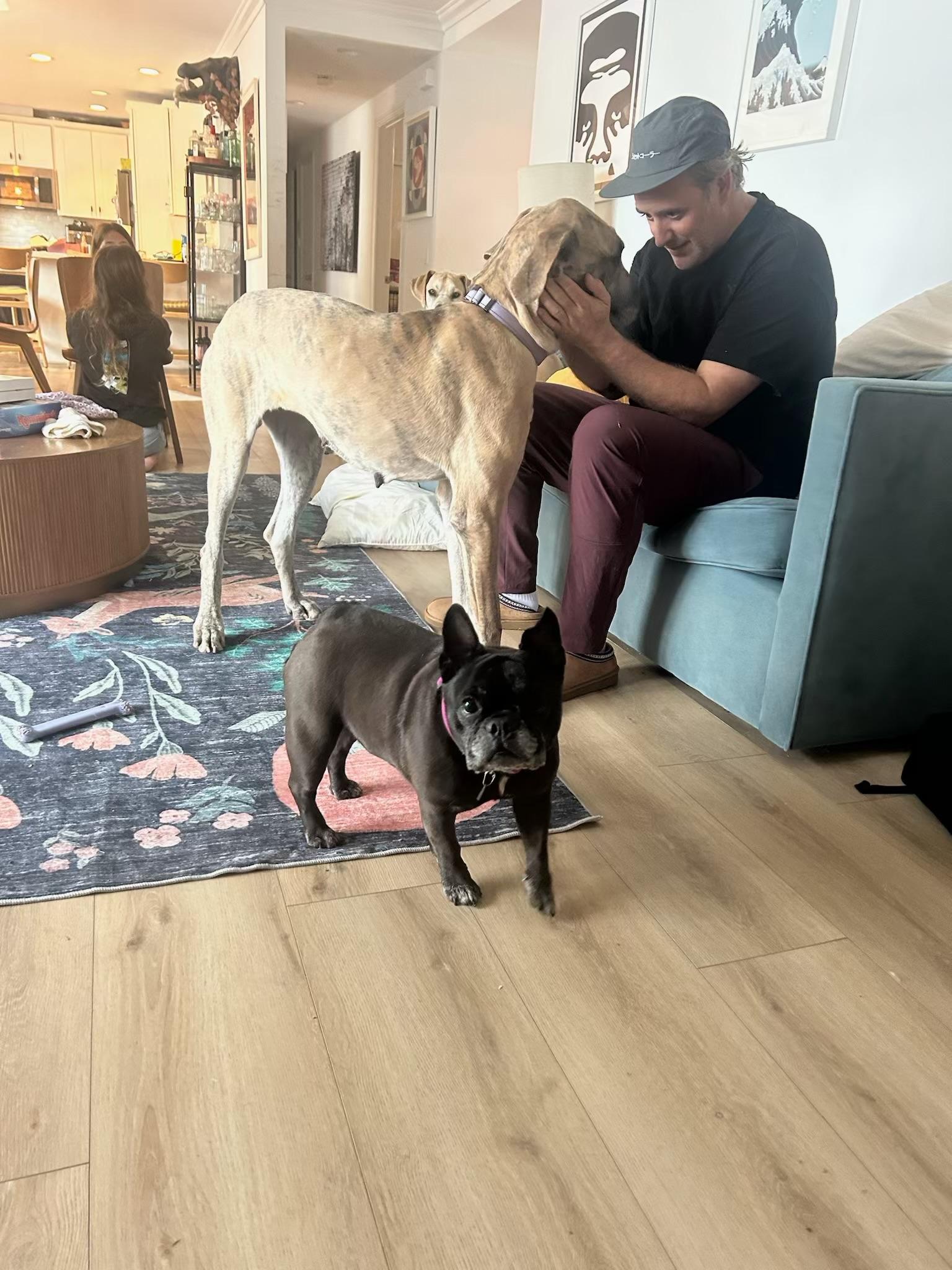 Luna, a Adoptable French Bulldog image 2/6