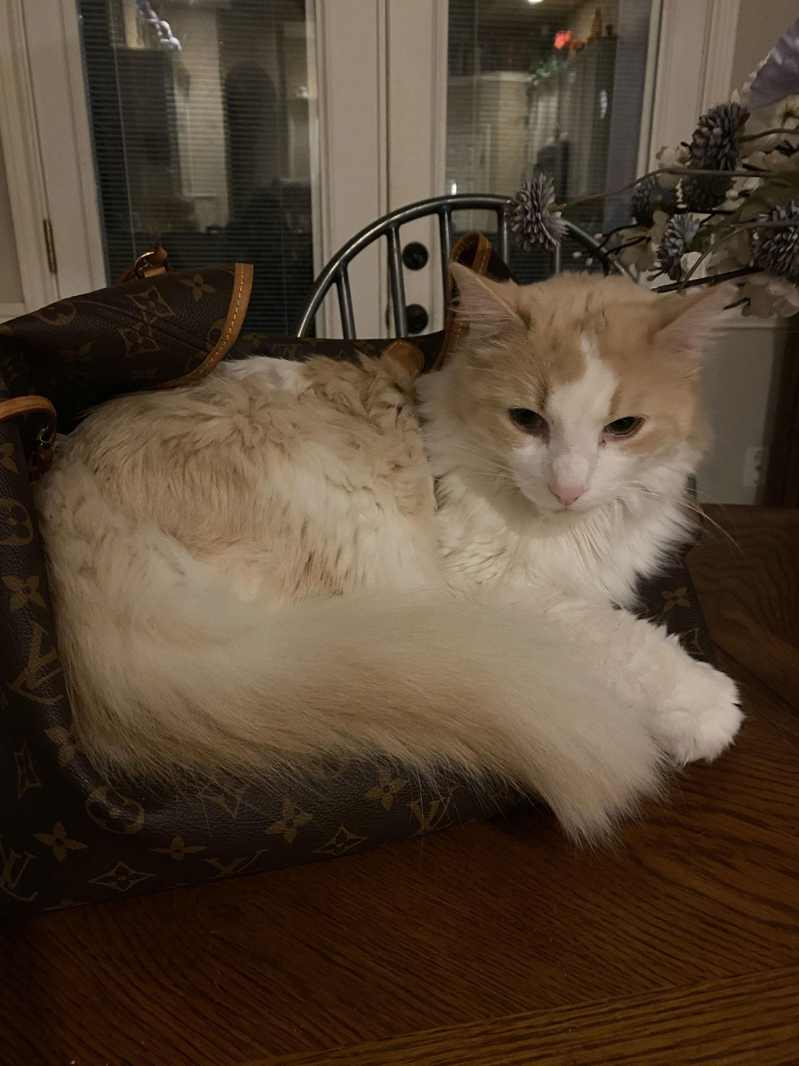 Enlarge Whiskey, a Adoptable Domestic Long Hair in McKinney, TX image 1/3