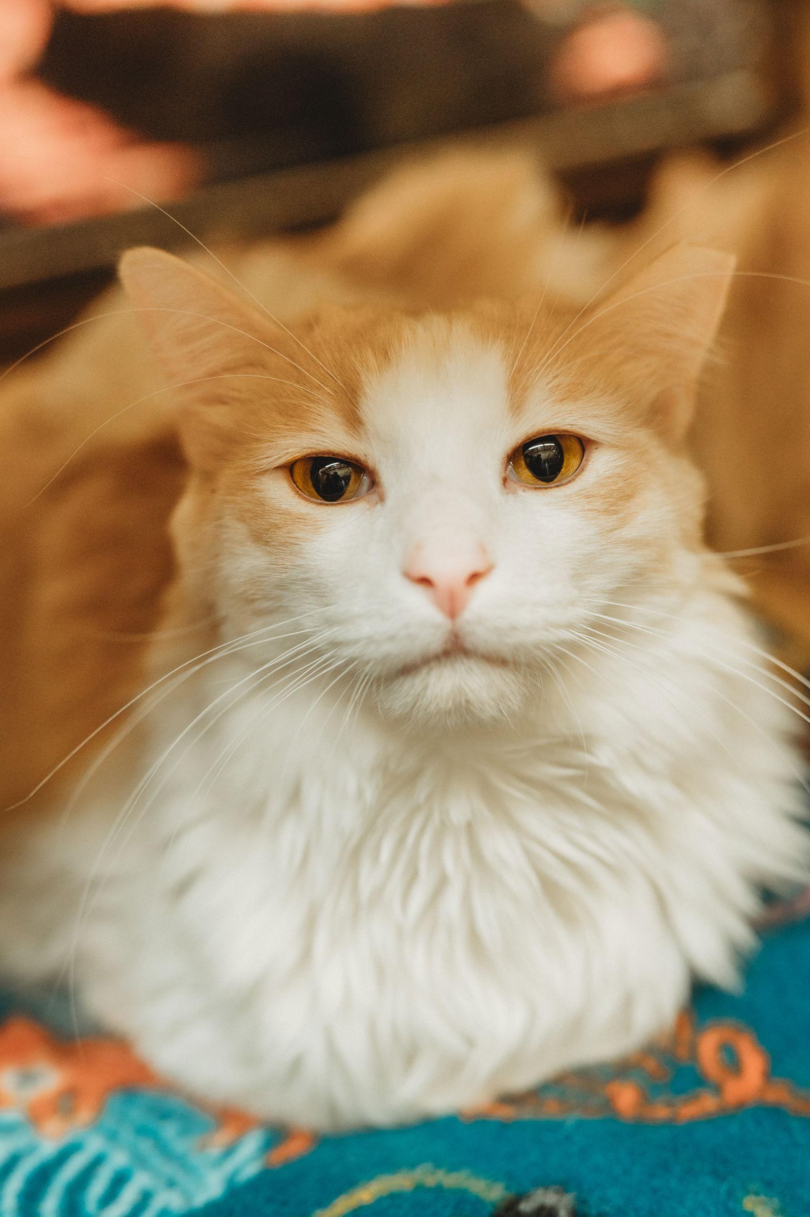 Whiskey, Adoptable, Adult Male Domestic Long Hair.