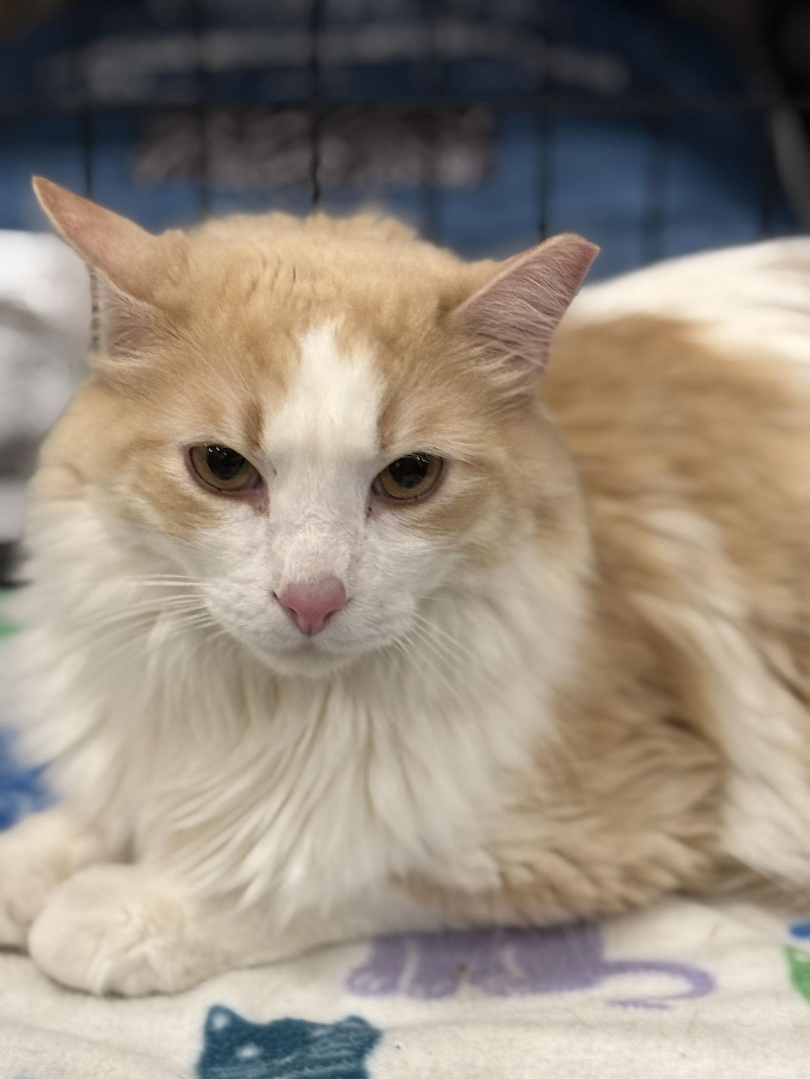 Enlarge Whiskey, a Adoptable Domestic Long Hair in McKinney, TX image 3/3