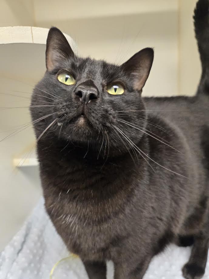 Goku, ADOPTABLE, Adult Male Domestic Short Hair.