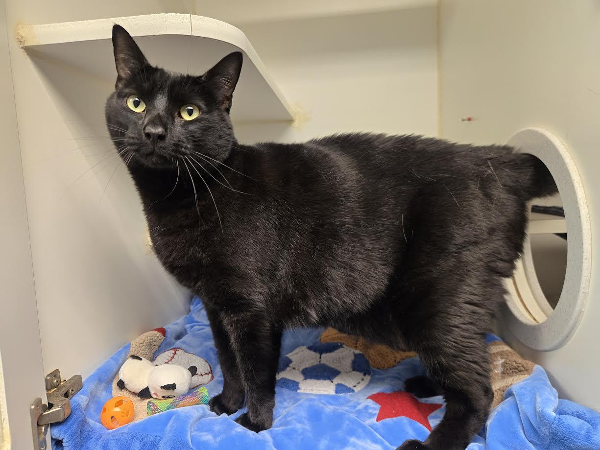 Goku, a ADOPTABLE mixed breed in Bellingham, WA image 2/4