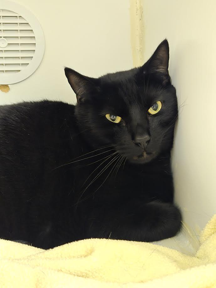Goku, a ADOPTABLE mixed breed in Bellingham, WA image 4/4
