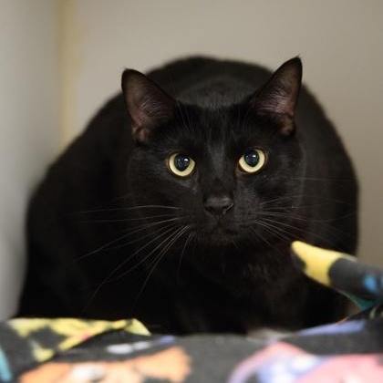Goku, ADOPTABLE, Adult Male Domestic Short Hair.