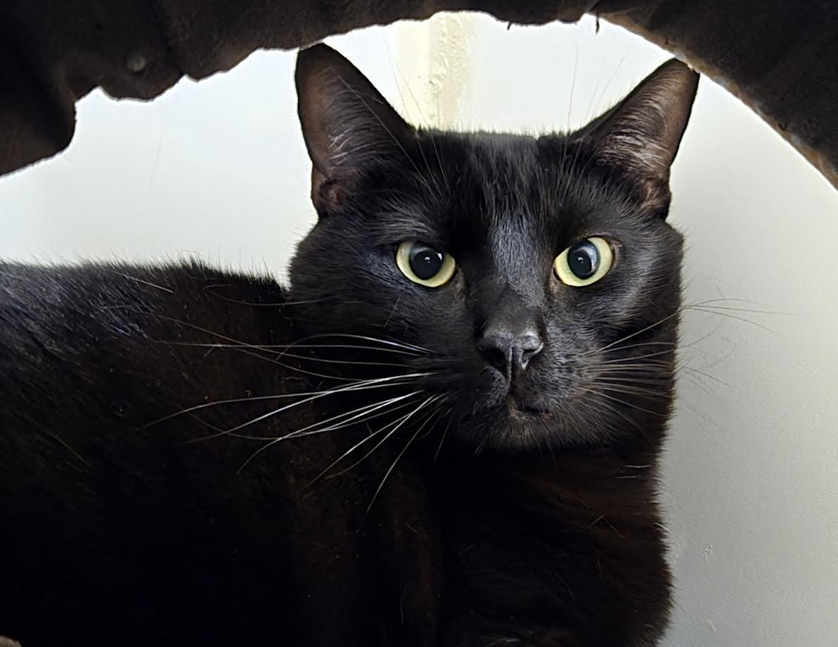 Goku, a ADOPTABLE mixed breed in Bellingham, WA image 3/4