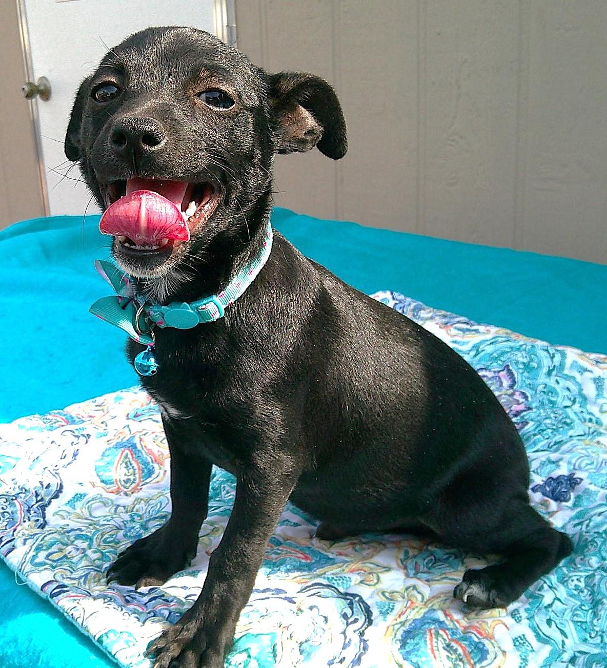 Rocky, a ADOPTABLE mixed breed in Olympia, WA image 1/3