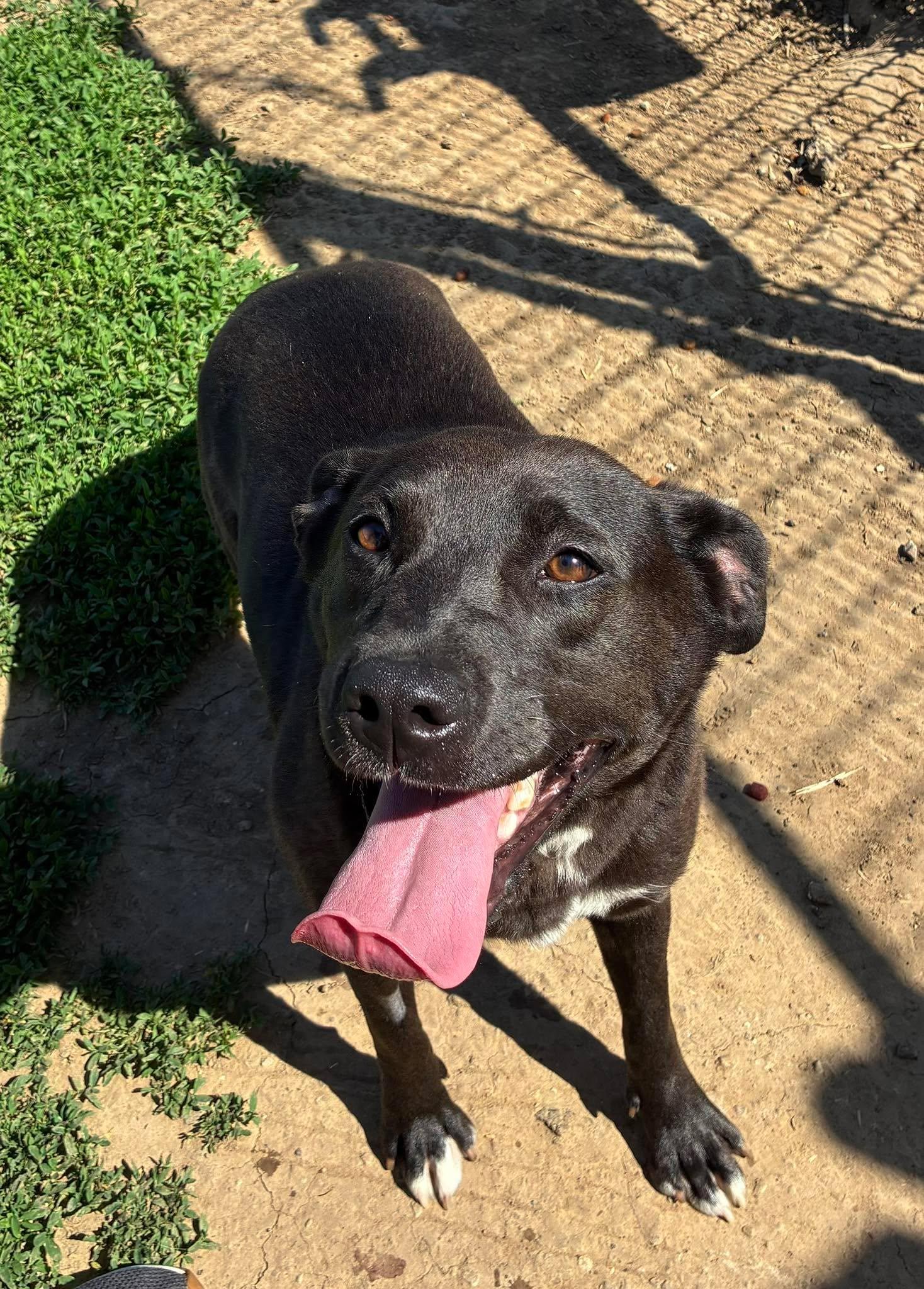 Sissy, an adopted mixed breed in Petersburg, IL image 3/6