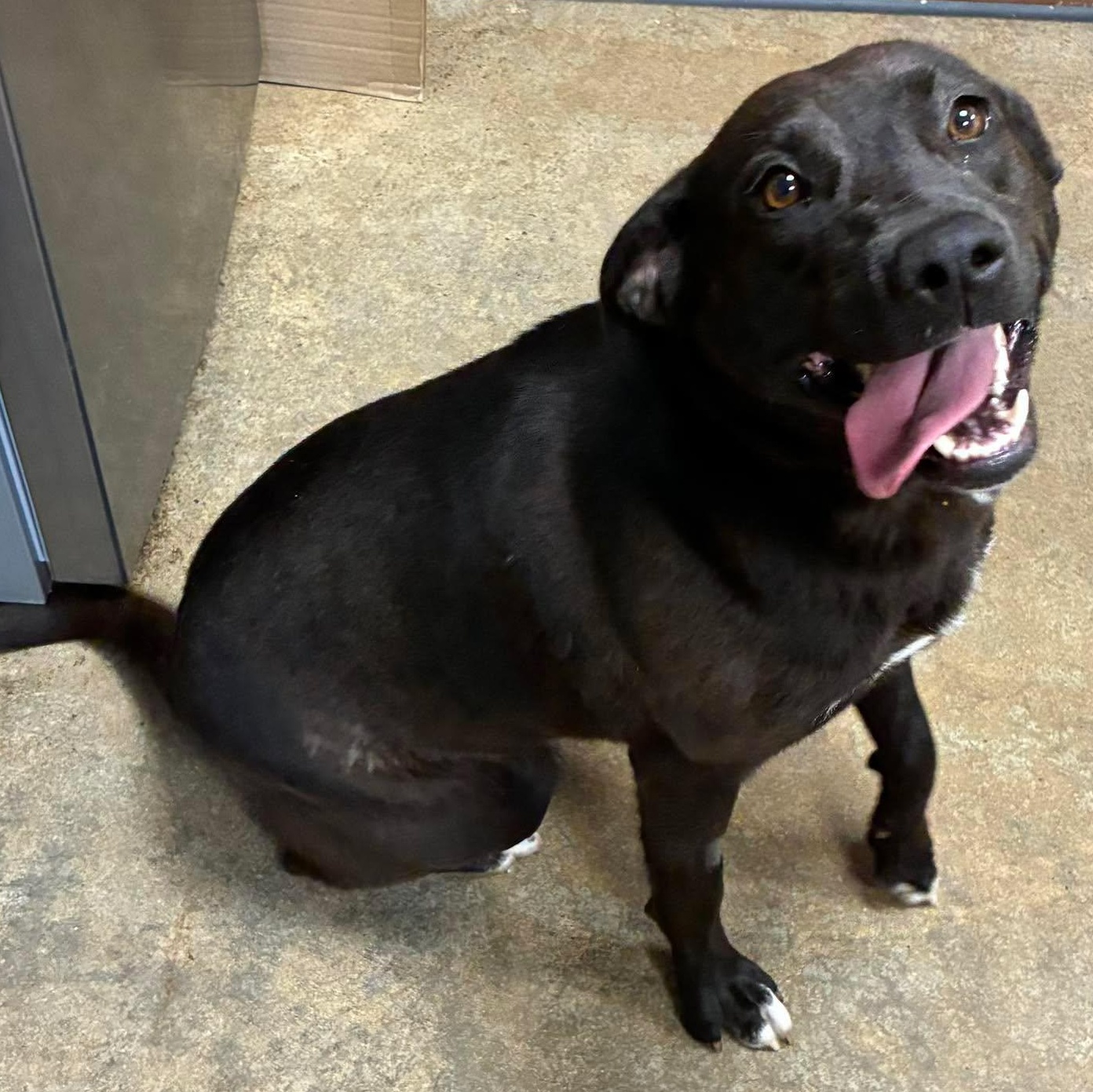 Sissy, an adopted mixed breed in Petersburg, IL image 2/6