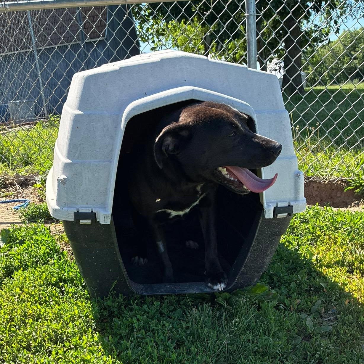 Sissy, an adopted mixed breed in Petersburg, IL image 5/6