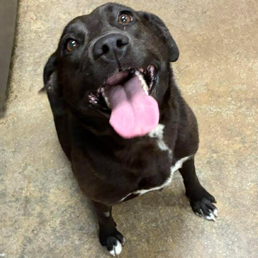 Sissy, adopted, Young Female Chocolate Labrador Retriever.