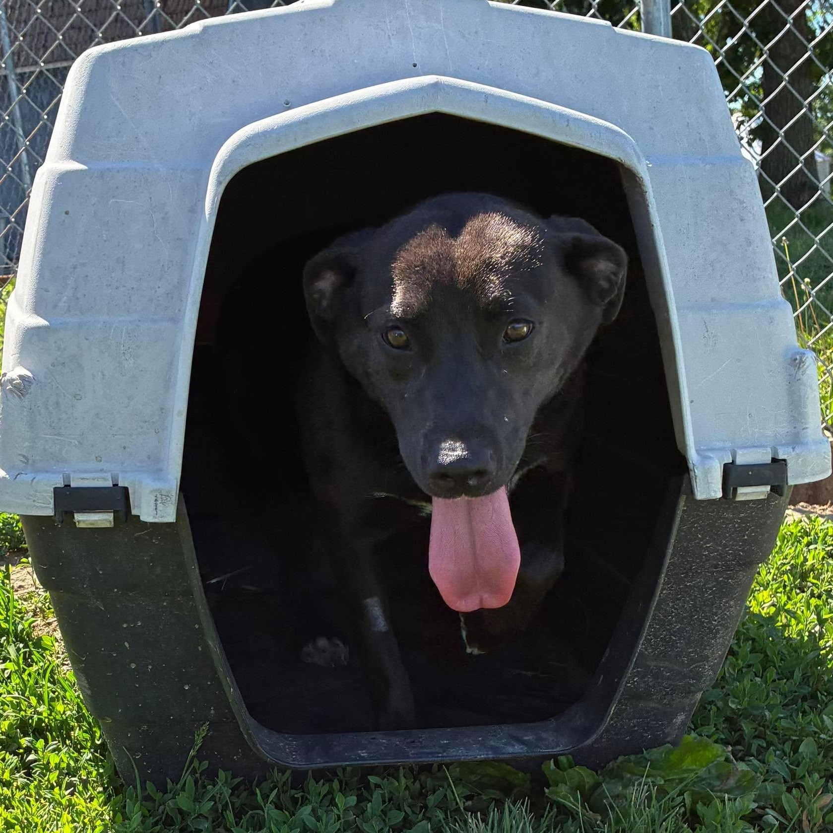 Sissy, an adopted mixed breed in Petersburg, IL image 6/6