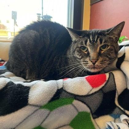 Paddington, Adoptable, Adult Male Domestic Short Hair.