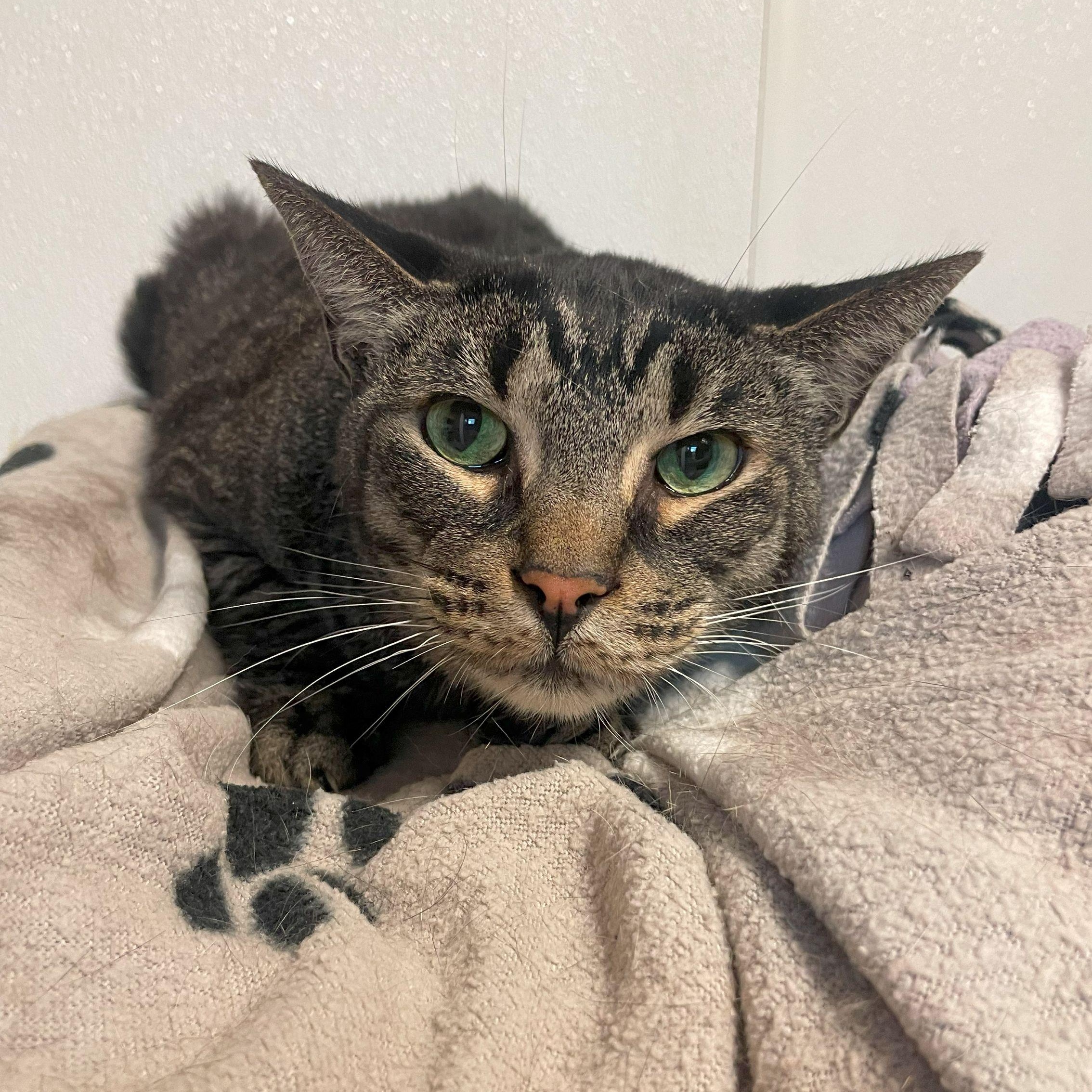 Enlarge Paddington, a Adoptable Domestic Short Hair in Rochester, MN image 1/1