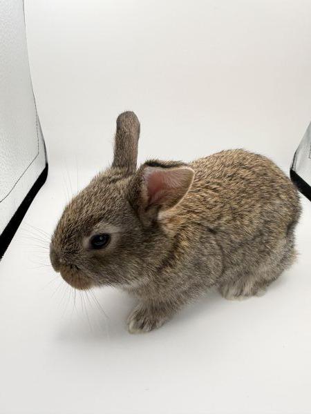 Enlarge Tobi, a Adoptable English Spot in Scotts Valley, CA image 3/5