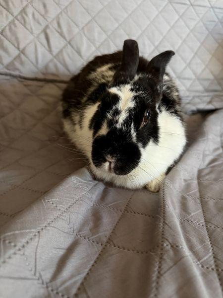 Enlarge Tobi, a Adoptable English Spot in Scotts Valley, CA image 5/5