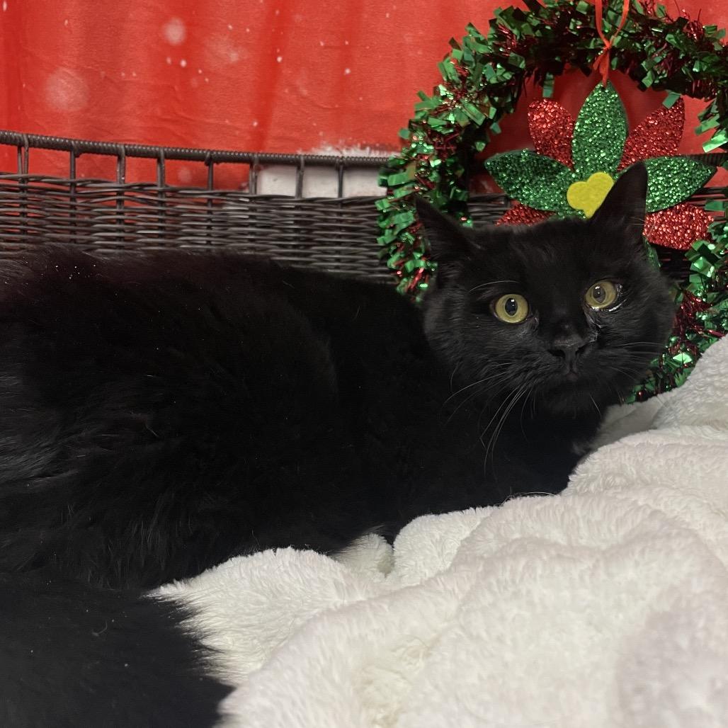Ebony, Adoptable, Adult Female Domestic Short Hair.