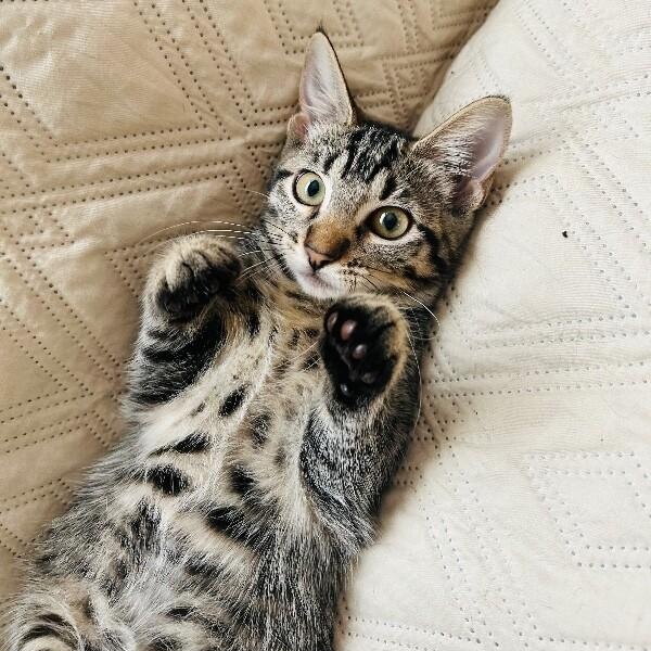 Cameron Clark — thumbnail 2