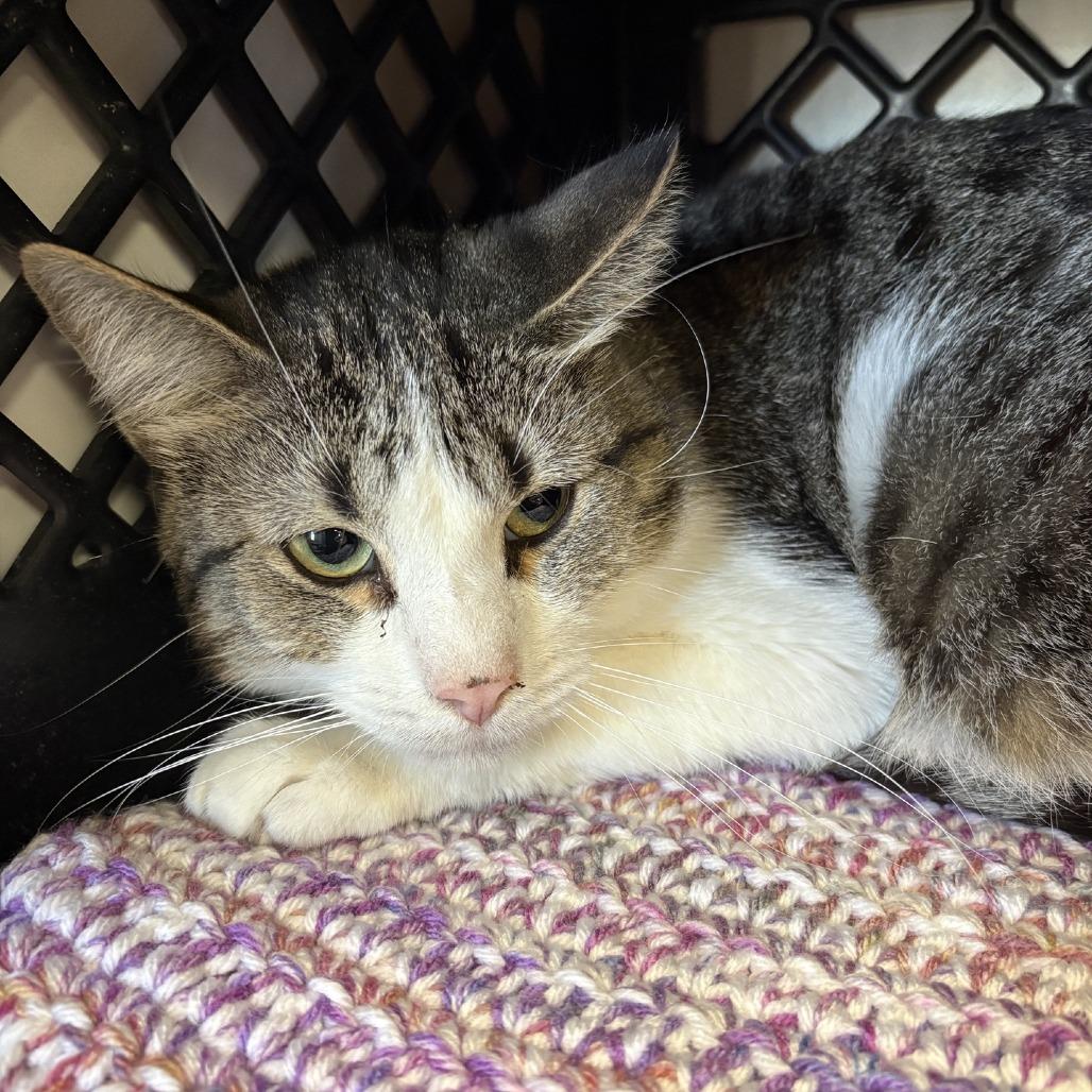 Ben, Adoptable, Adult Male Domestic Short Hair.
