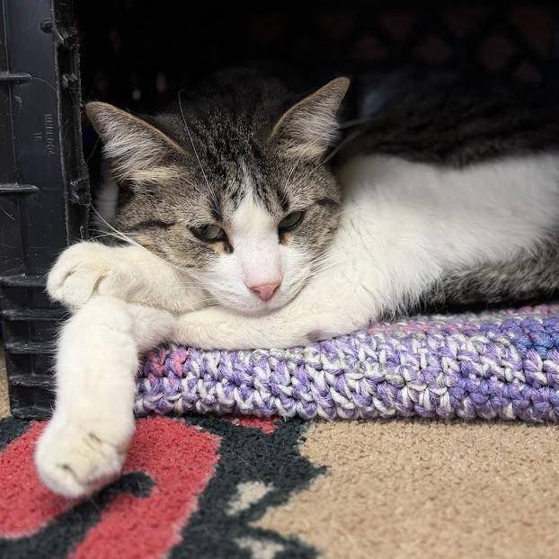 Enlarge Ben, a Adoptable Domestic Short Hair in Norfolk, NE image 2/2