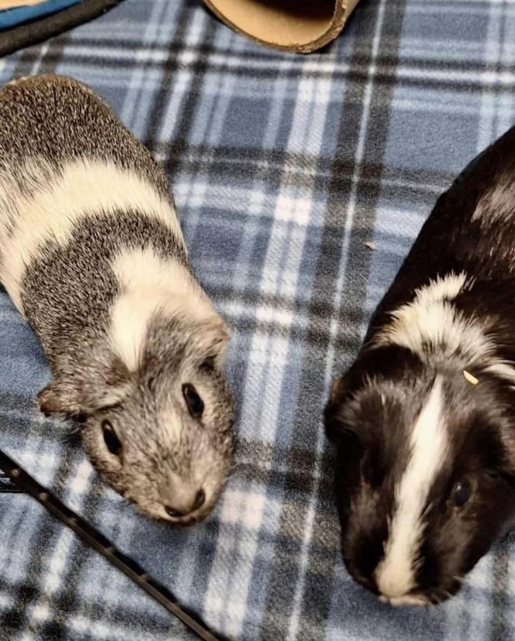 The Golden Girls, Adoptable, Adult Female Guinea Pig.