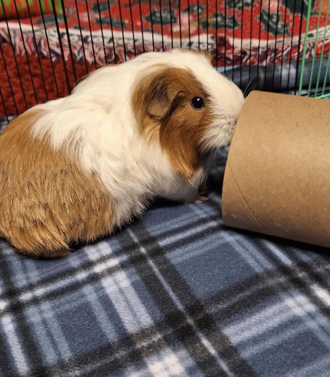 The Golden Girls, a Adoptable Guinea Pig in Amherst, NY image 2/3