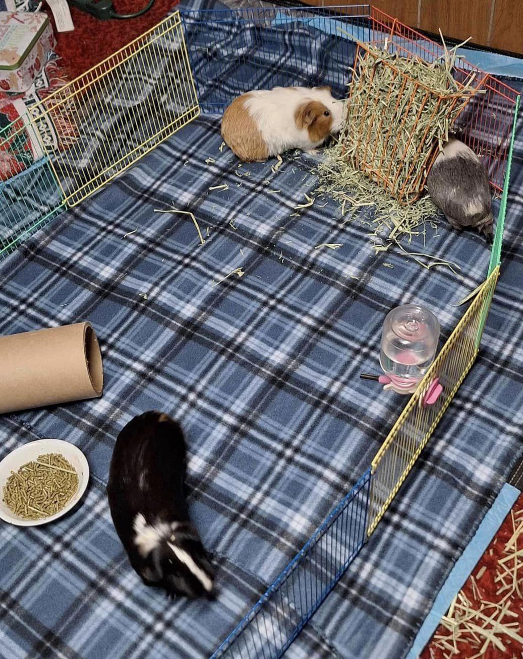 The Golden Girls, a Adoptable Guinea Pig in Amherst, NY image 3/3