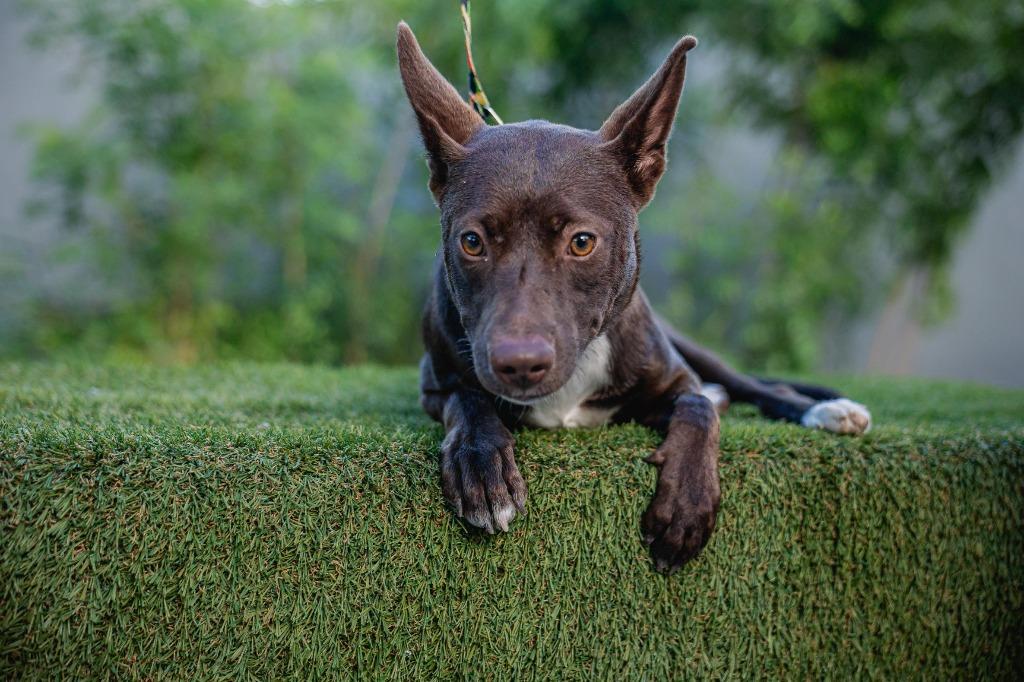 Rosy, Adoptable, Young Female Fox Terrier.