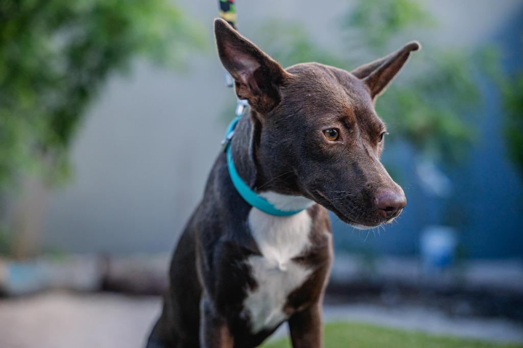 Rosy, a Adoptable Fox Terrier in Anacortes, WA image 2/5