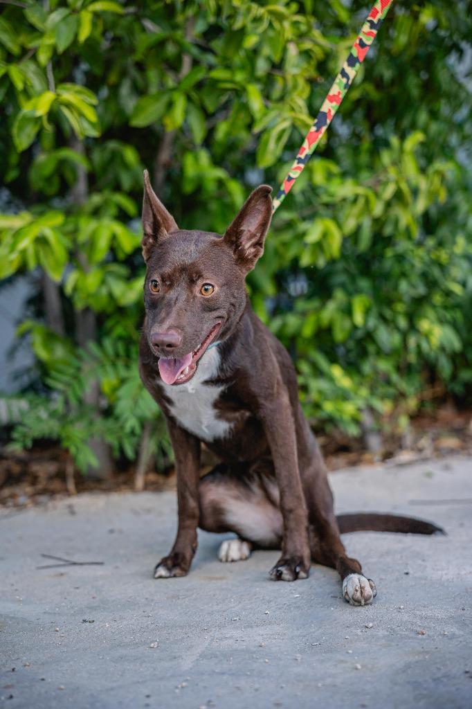 Rosy, a Adoptable Fox Terrier in Anacortes, WA image 3/5