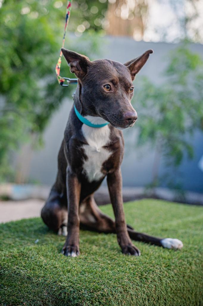 Rosy, a Adoptable Fox Terrier in Anacortes, WA image 4/5