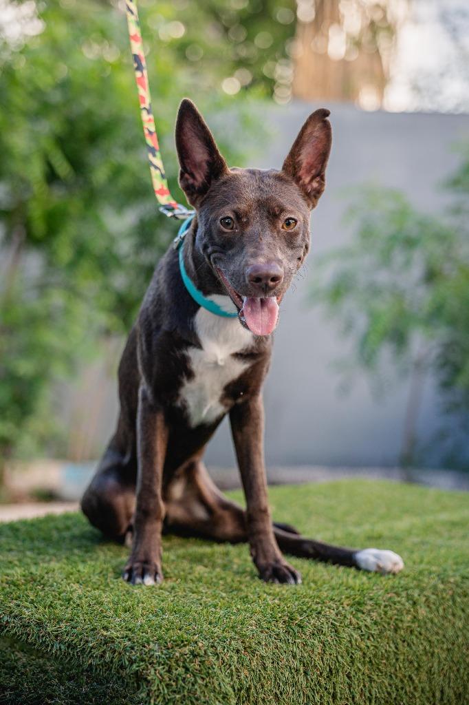 Rosy, a Adoptable Fox Terrier in Anacortes, WA image 5/5