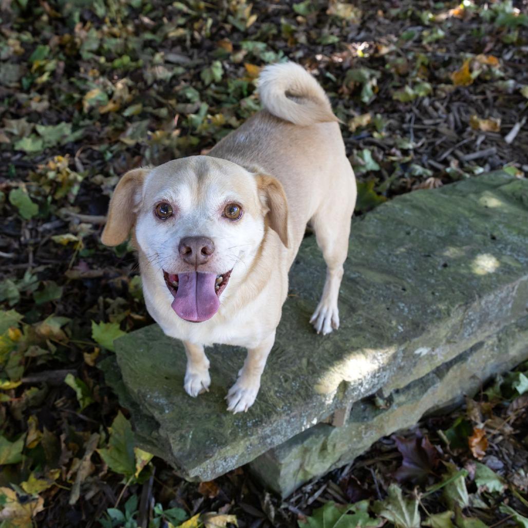 Enlarge Rosco, a Adoptable mixed breed in McKean, PA image 1/6
