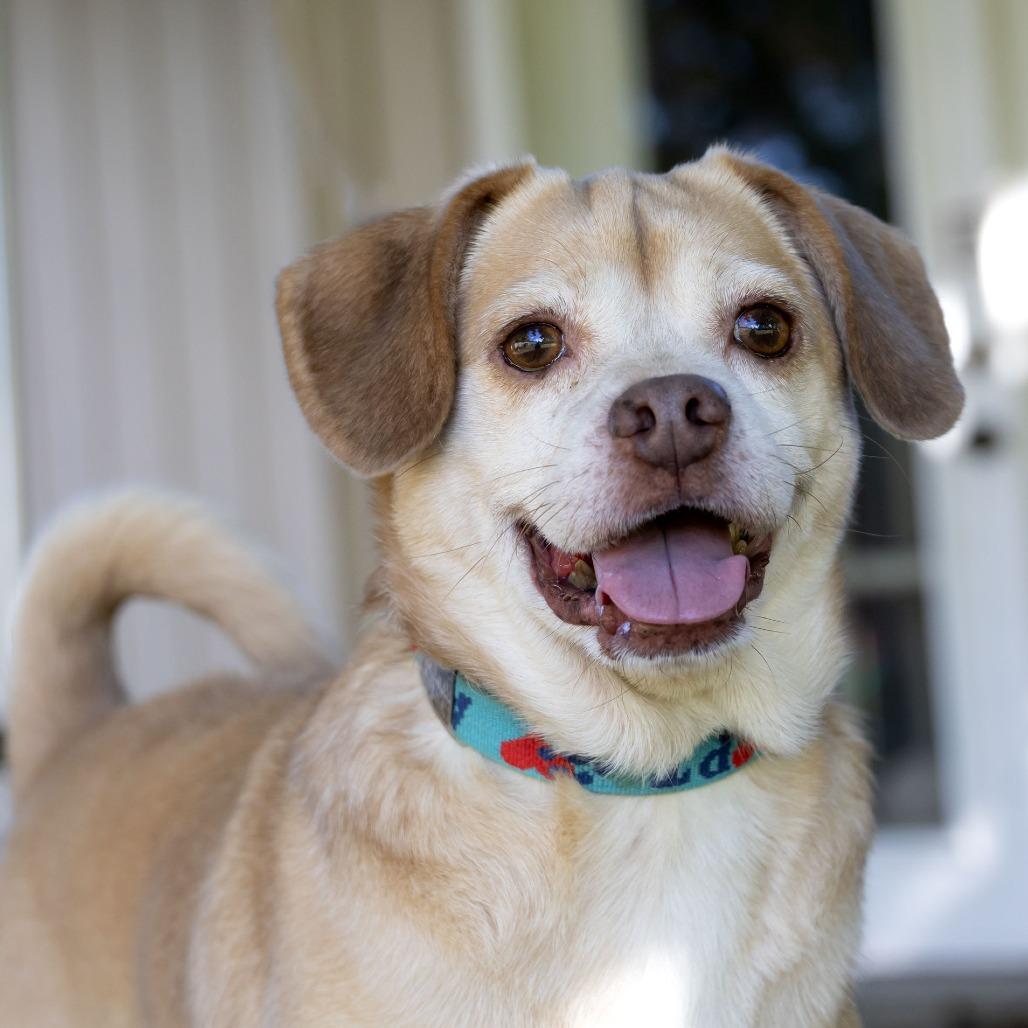 Enlarge Rosco, a Adoptable mixed breed in McKean, PA image 2/6