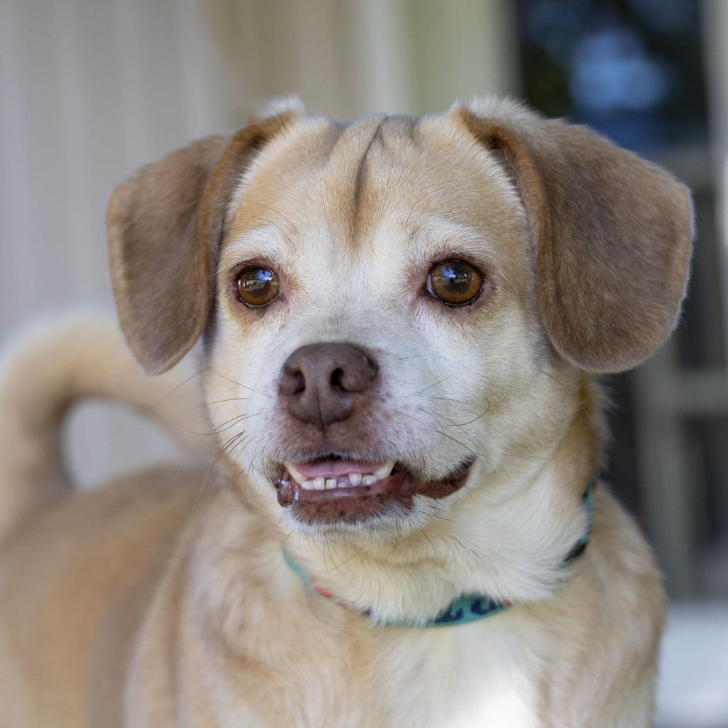 Enlarge Rosco, a Adoptable mixed breed in McKean, PA image 3/6
