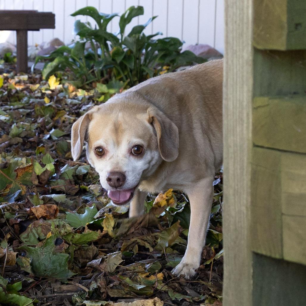 Enlarge Rosco, a Adoptable mixed breed in McKean, PA image 4/6