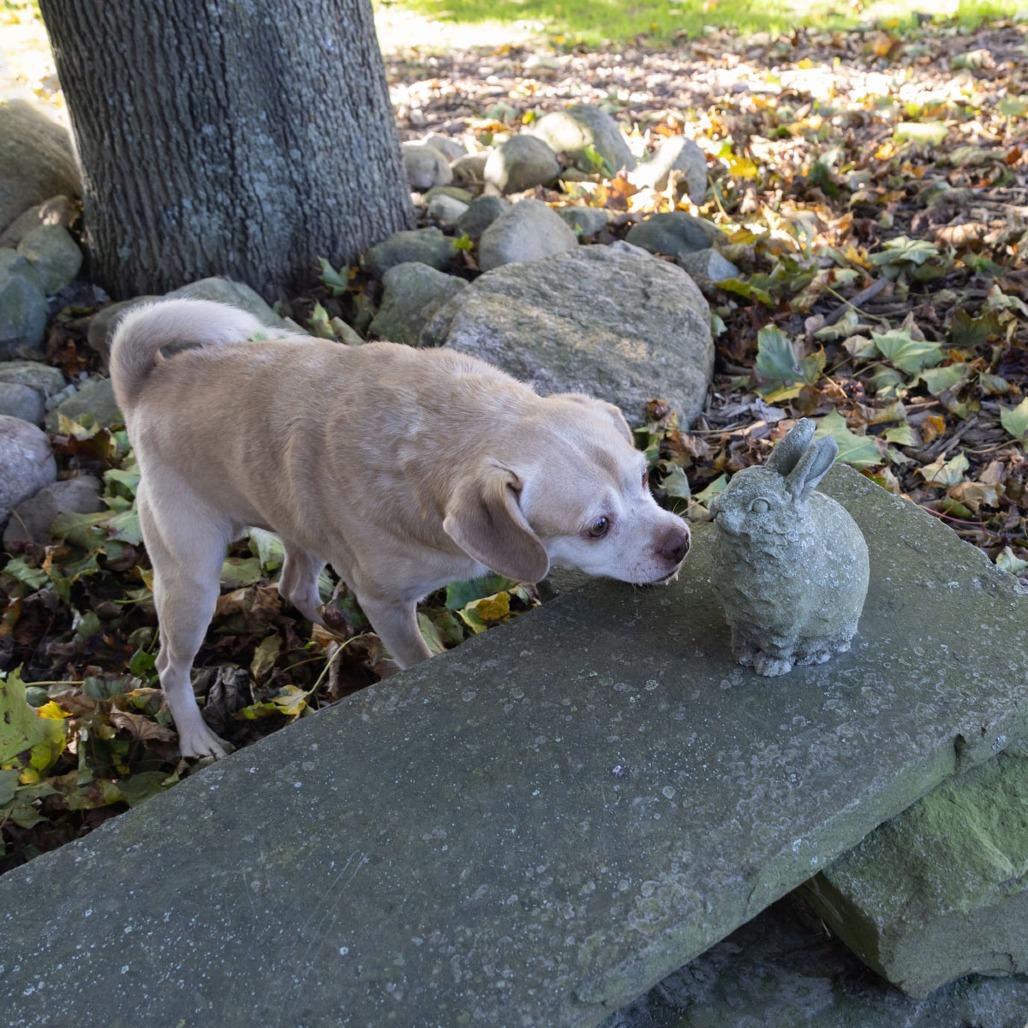 Enlarge Rosco, a Adoptable mixed breed in McKean, PA image 5/6