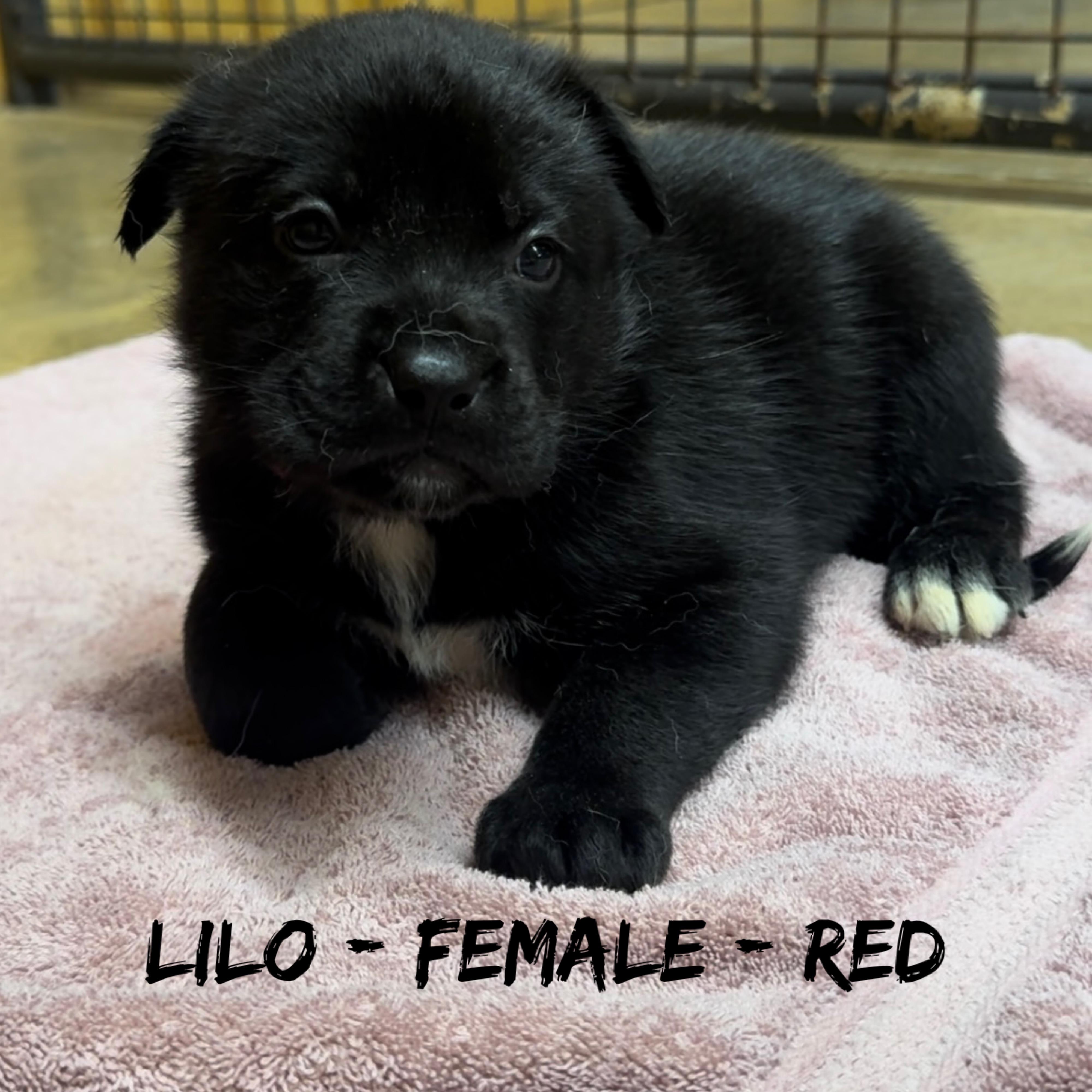 Lilo