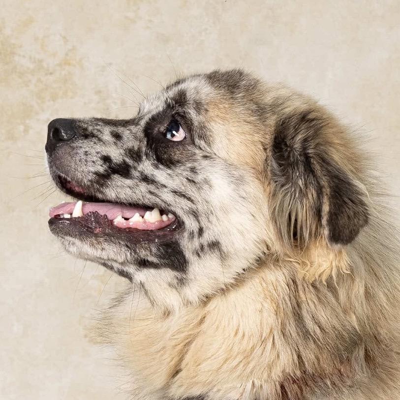 Bear, Adoptable, Adult Male Great Pyrenees & Catahoula Leopard Dog.