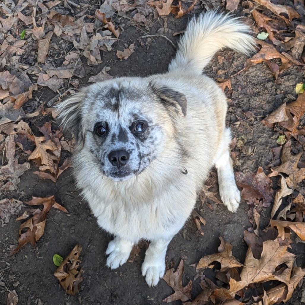 Bear, a Adoptable mixed breed in Newport, TN image 2/6