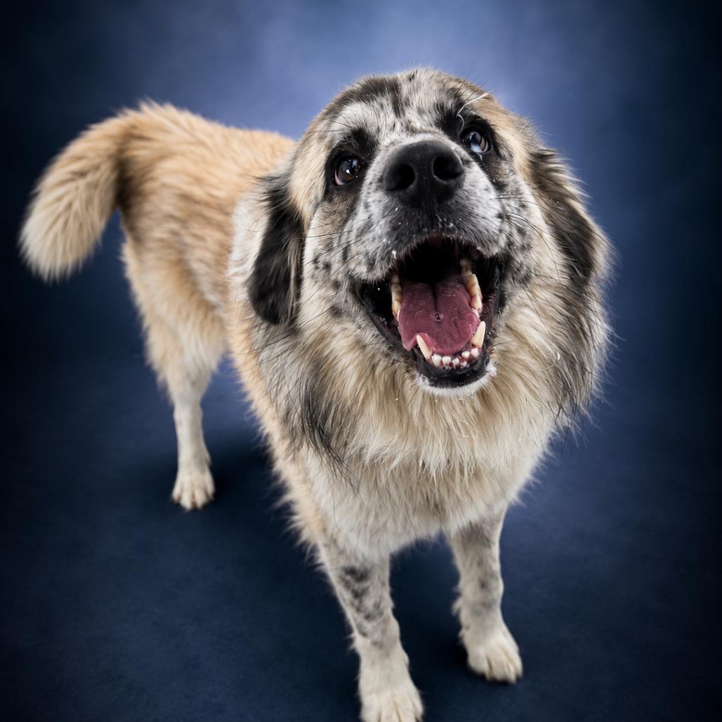 Enlarge Bear, a Adoptable mixed breed in Newport, TN image 3/6