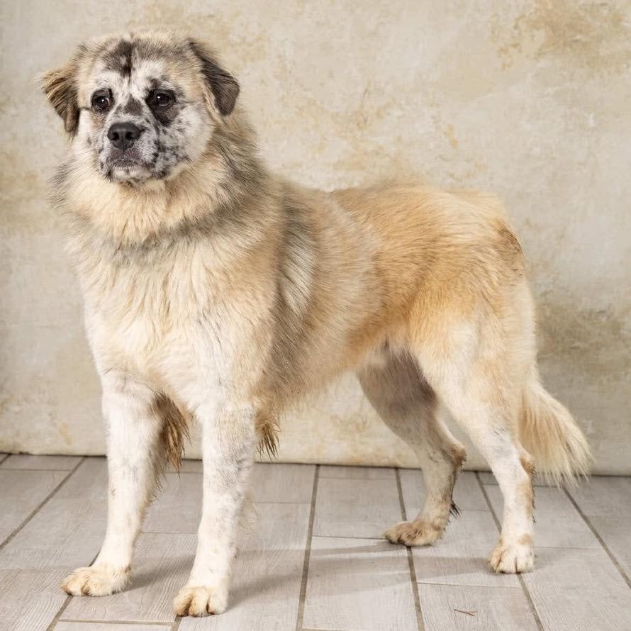 Bear, a Adoptable mixed breed in Newport, TN image 3/6