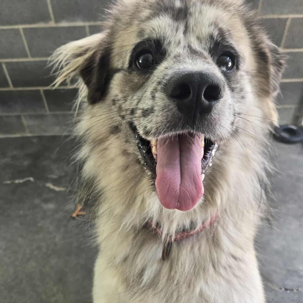 Enlarge Bear, a Adoptable mixed breed in Newport, TN image 6/6